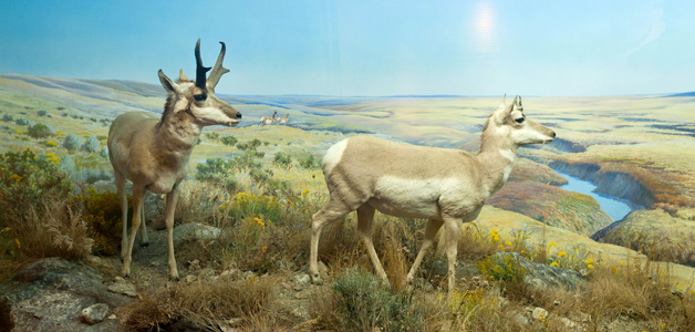 Photo of the 'Pronghorn: The Last New World Antelope' diorama in the Grasslands Gallery at The Manitoba Museum, Winnipeg.