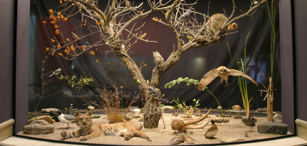 Photo of the 'A Sampling of Rich Natural Diversity' display case in the Parklands/Mixedwoods Gallery at The Manitoba Museum, Winnipeg.