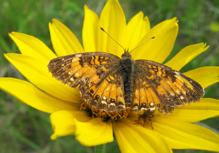 Photo of a Silvery Checkerspot butterfly and a thick-headed fly on the flower of a False Sunflower.