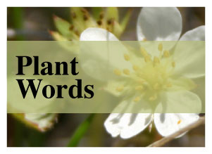 Plant words