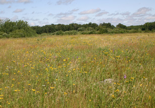 Photo of the Tall Grass Prairie Preserve, Manitoba in August.