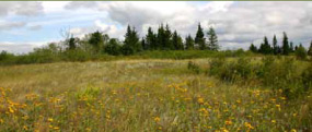 An open field of plain prairie