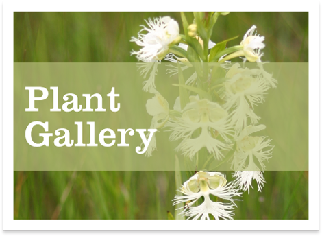 plant gallery