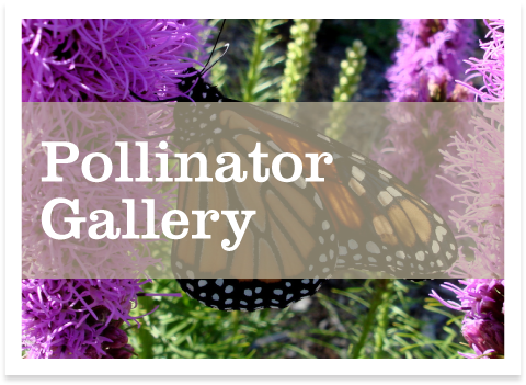 pollinator gallery