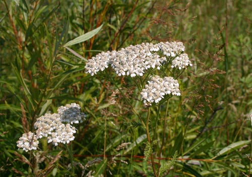 Photo of a Common Yarrow plant.
