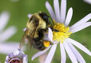 Photo of a bumblebee with a full pollen basket on an aster flower.