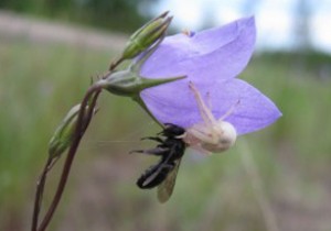 Photo of a crab spider eating a halictid bee on a Harebell flower.