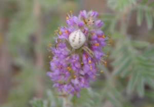 Photo of a crab spider on the flowers of a Hairy Prairie-clover.