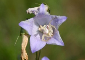 Photo of a crab spider on a Harebell flower.