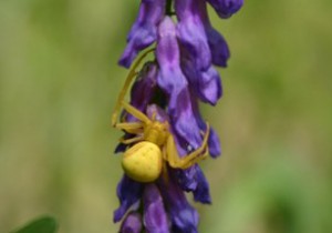 Photo of a goldenrod spider on the flowers of American Vetch.