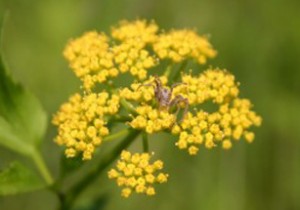 Photo of a spider on the flowers of Golden Alexander.