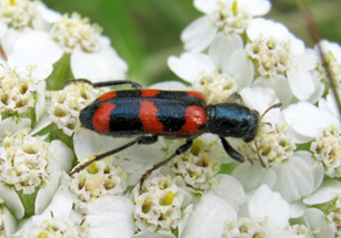Photo of a Red-blue Checkered Beetle on the flower head of Common Yarrow. 