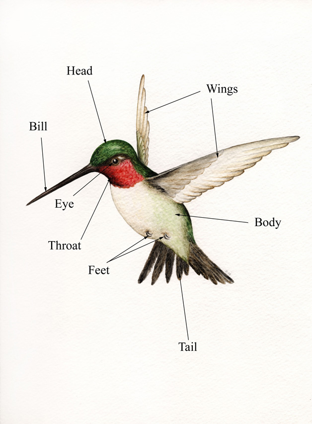 Photo of a mature male Ruby-throated Hummingbird (front view) painting by Silvia Battaglini. 