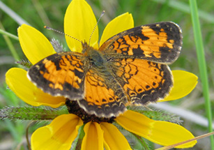 Photo of a Northern Pearl Crescent butterfly on a Black-eyed Susan flower head. 