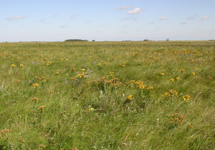 Photo of fescue prairie in August at Kernan Prairie, Saskatchewan.
