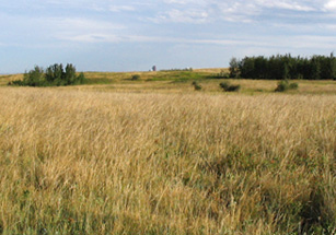 Photo of fescue prairie at Nose Hill Park, Calgary, Alberta. 