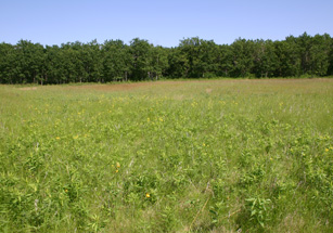 Photo of tall grass prairie in June at Birds Hill Provincial Park, Manitoba. 