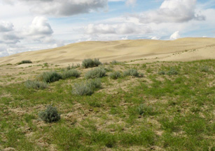 Photo of mixed grass prairie in the Great Sand Hills of Saskatchewan. 
