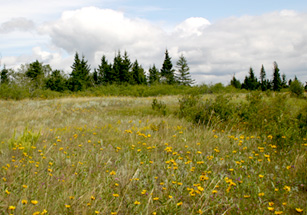 Photo of mixed grass prairie in Spruce Woods Provincial Park, Manitoba.