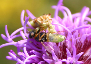 Photo of an ambush bug eating a soldier fly on a Meadow Blazingstar flower head.