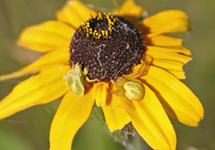 Photo of an ambush bug and goldenrod spider on a Black-eyed Susan flower head.