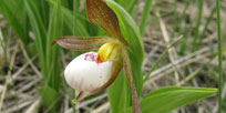 A video about the pollinators of the rare Small White Lady’s-slipper plant.