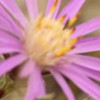 A video about the pollinators of the rare Western Silvery Aster plant.