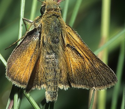 Photo of a Dakota Skipper butterfly. 