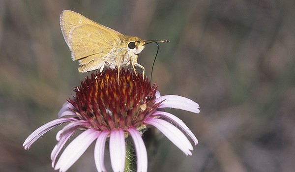 Photo of an Ottoe Skipper butterfly. 