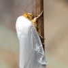 Photo of a White Flower Moth. 