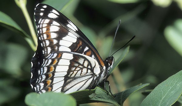 Photo of a Mormon Metalmark butterfly. 