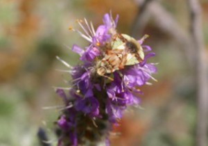 Photo of an ambush bug on the flowers of Hairy Prairie-clover.