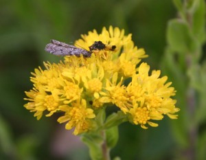 Photo of an ambush bug eating a moth on a Rigid Goldenrod flower head.