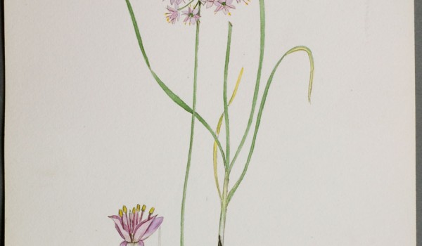 Photo of a watercolour painting of a Pink-flowered Onion plant.