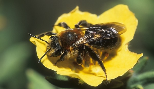 Photo of a mining bee on a Shrubby Cinquefoil flower. 