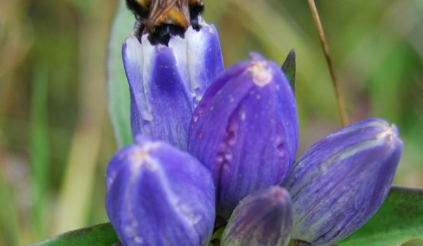Photo of a bumblebee on a Closed Gentian flower.