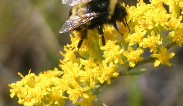 Photo of a bumblebee on Showy Goldenrod flower heads.