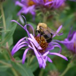 Photo of a Lindley's Aster plant with a bumblebee on it.