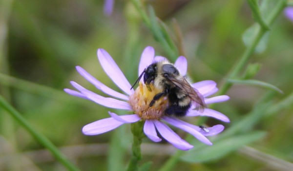 Photo of a bumblebee on a Smooth Aster flower head.
