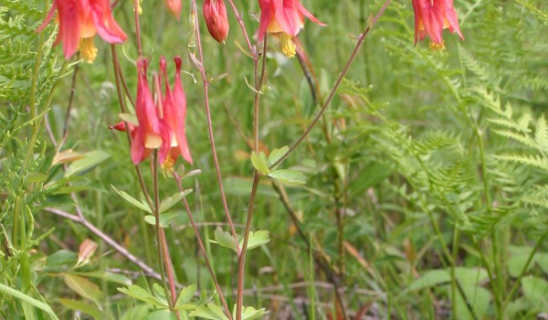 Photo of a Wild Columbine plant.