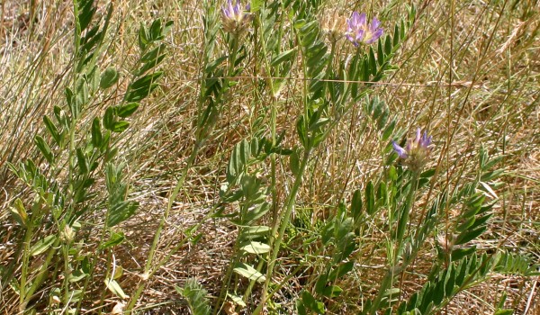 Photo of an Ascending Purple Milk-vetch plant.