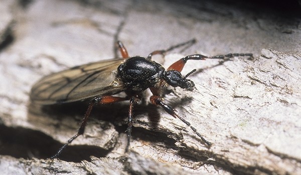 Photo of a march fly on bark.