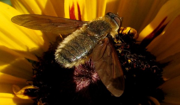 Photo of a bee fly on a Black-eyed Susan flower head. 