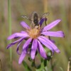 Photo of a bee fly on a Western Silvery Aster flower head.