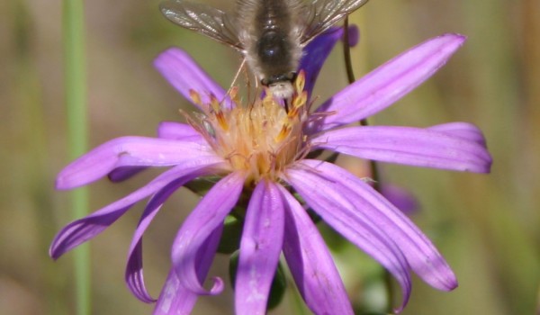 Photo of a bee fly on a Western Silvery Aster flower head.