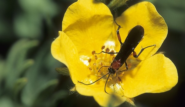 Photo of a braconid wasp on a Shrubby Cinquefoil flower.