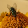 Photo of a blow fly on Smooth Ox-eye flower head.