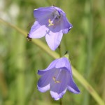 Photo of a Harebell plant.