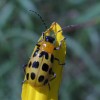 Photo of a Spotted Cucumber Beetle on a Nuttall's Sunflower head.