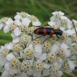 Photo of a Red-blue Checkered Beetle on a Common Yarrow flower head.